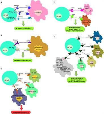 miRNAs in NK Cell-Based Immune Responses and Cancer Immunotherapy